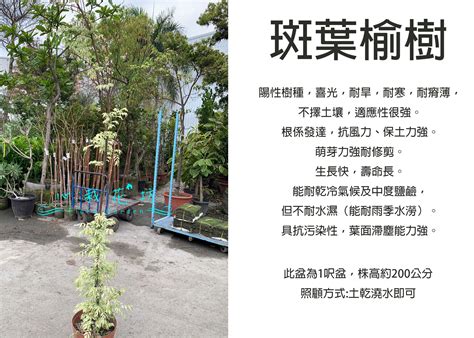 斑葉榆樹風水|如何按照風水來擺設榆樹？（特徵、方位、共同擺設的植物）